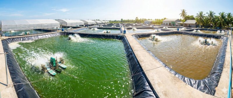 Toàn cảnh ao nuôi tôm công nghệ cao với màu nước đẹp và hệ thống quạt nước đang hoạt động