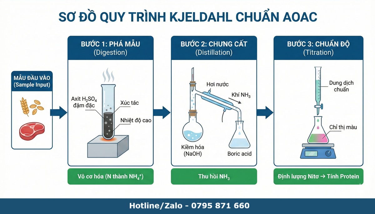 Sơ đồ Infographic minh họa 3 bước chuẩn AOAC của phương pháp Kjeldahl: Phá mẫu, Chưng cất và Chuẩn độ
