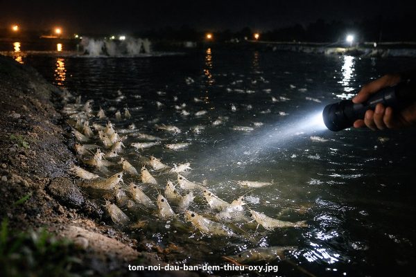 Đàn tôm thẻ chân trắng nổi đầu hàng loạt vào ban đêm do thiếu oxy đáy ao